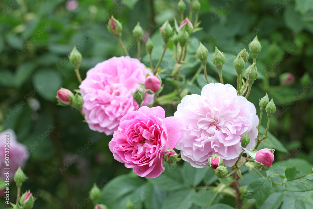 Pink Rosa Harlow Carr in flower Pink Rosa Harlow Carr in flower