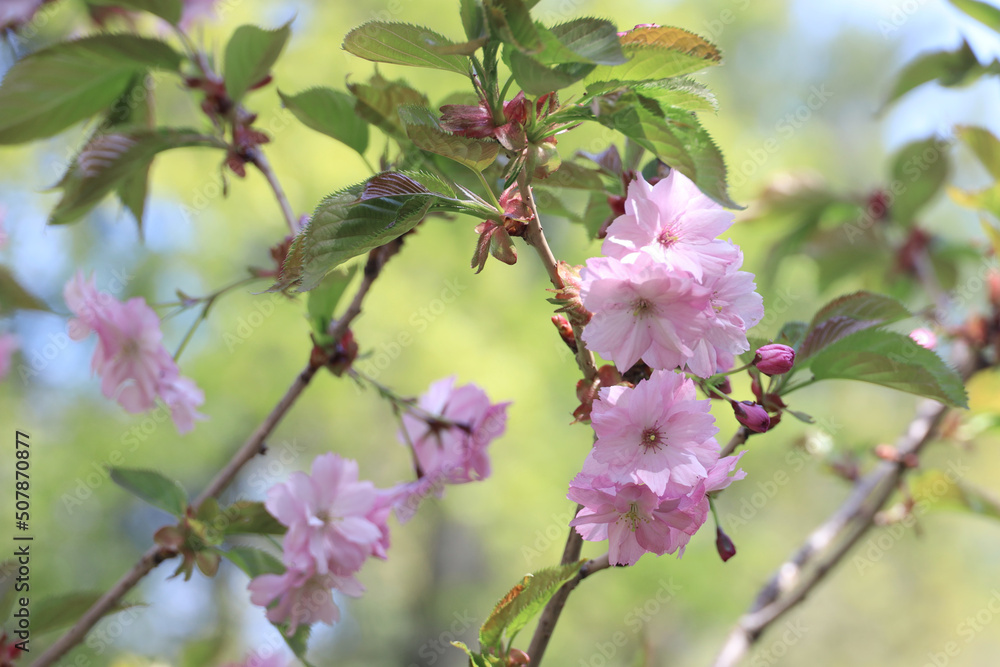 blooming sakura in spring, beautiful background or postcard blooming sakura in spring, beautiful background or postcard