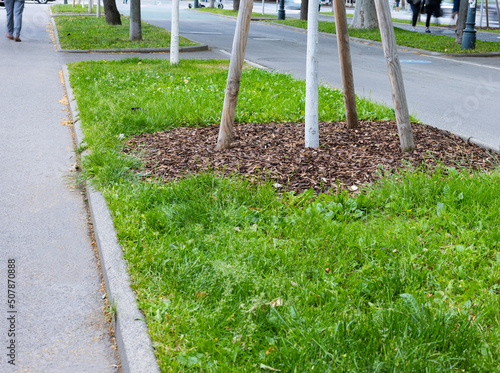 Fotografie Young trees on the lawn next to the street