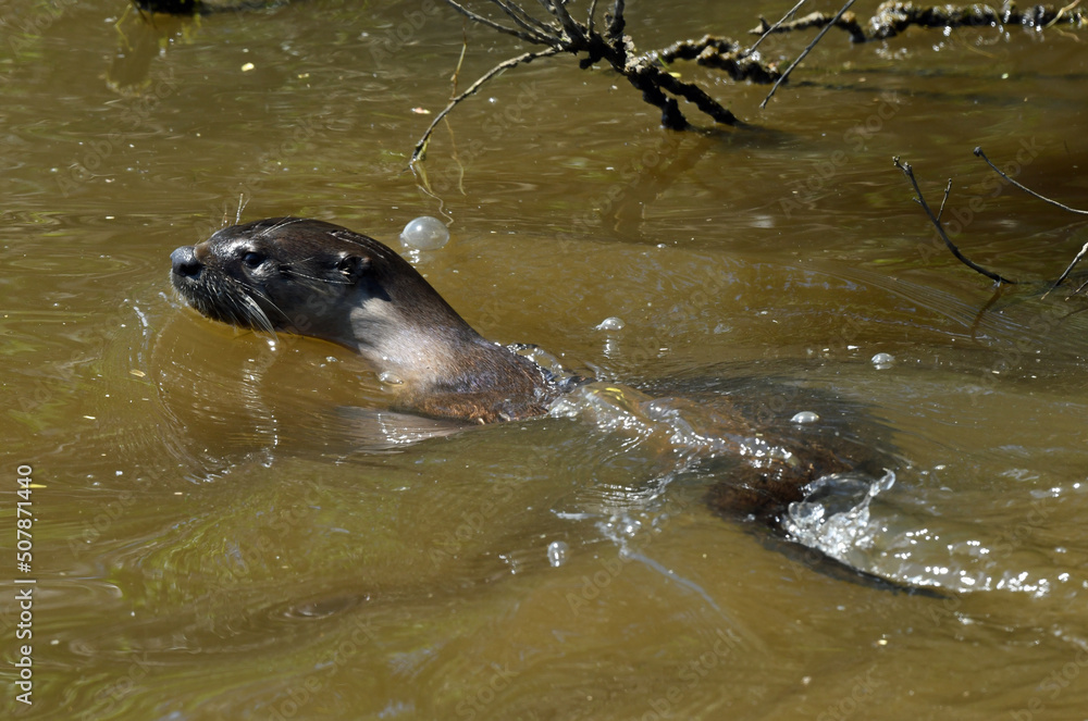 Obraz premium River Otter at Humboldt Wildlife Refuge Near Fortuna, CA.