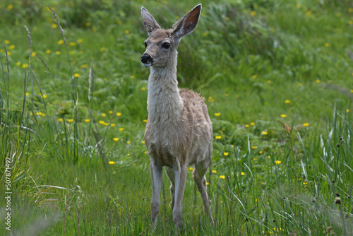 Young Blacktail Doe at Humboldt Wildlife Refuge Near Fortuna, CA.