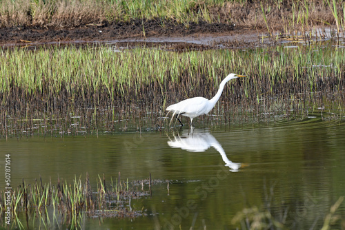 Great Egret in Wetlands at Humboldt Wildlife Refuge near Fortuna, CA.