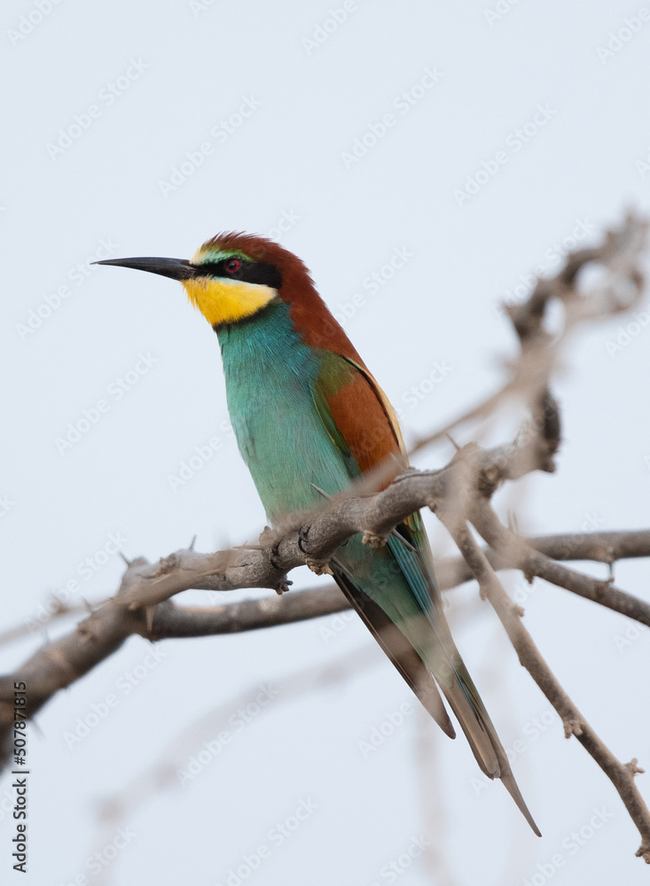 Obraz premium European bee-eater perched on a tree, Bahrain