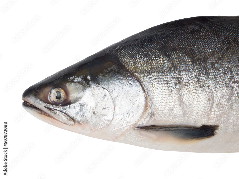 Fresh salmon fish on a white background. Studio photography. View from above Fresh salmon fish on a white background. Studio photography. View from above