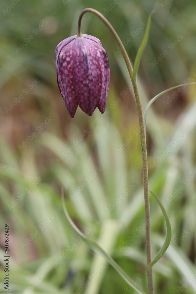 Hazel grouse flower (lat. Fritillaria) is a genus of perennial herbaceous plants of the Liliaceae family. Natural background Hazel grouse flower (lat. Fritillaria) is a genus of perennial herbaceous plants of the Liliaceae family. Natural background