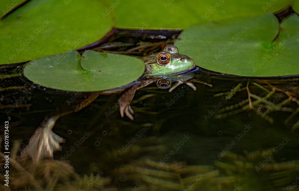 Green frog (Lithobates clamitans or Rana clamitans) peeking through patch of water lily pads in pond in central Virginia in spring. Green frog (Lithobates clamitans or Rana clamitans) peeking through patch of water lily pads in pond in central Virginia in spring.