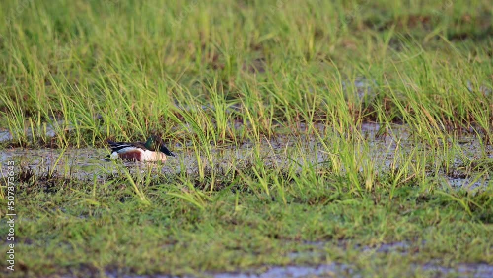 Shoveler drake resting on a wet meadow, oxbog, lower saxony, spring, (anas clypeata), germany Shoveler drake resting on a wet meadow, oxbog, lower saxony, spring, (anas clypeata), germany