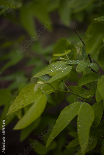 Les gouttes d'eau sur les feuilles
