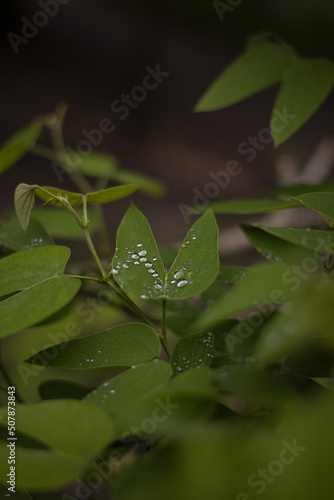 Les gouttes d'eau sur les feuilles 2