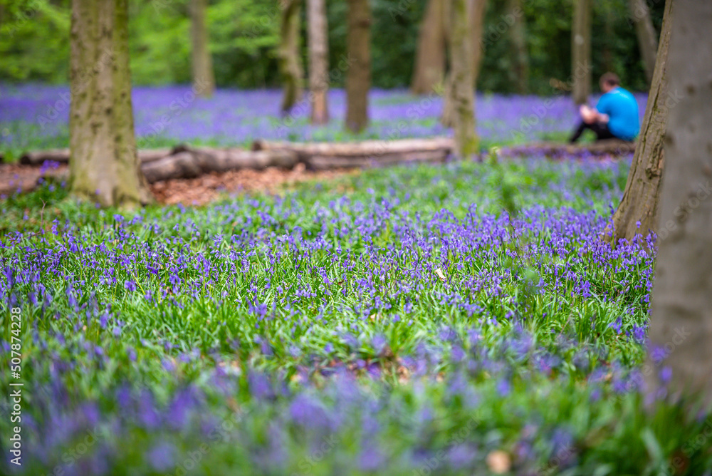 Bluebell Season in spring in an English forest in Northamptonshire, UK