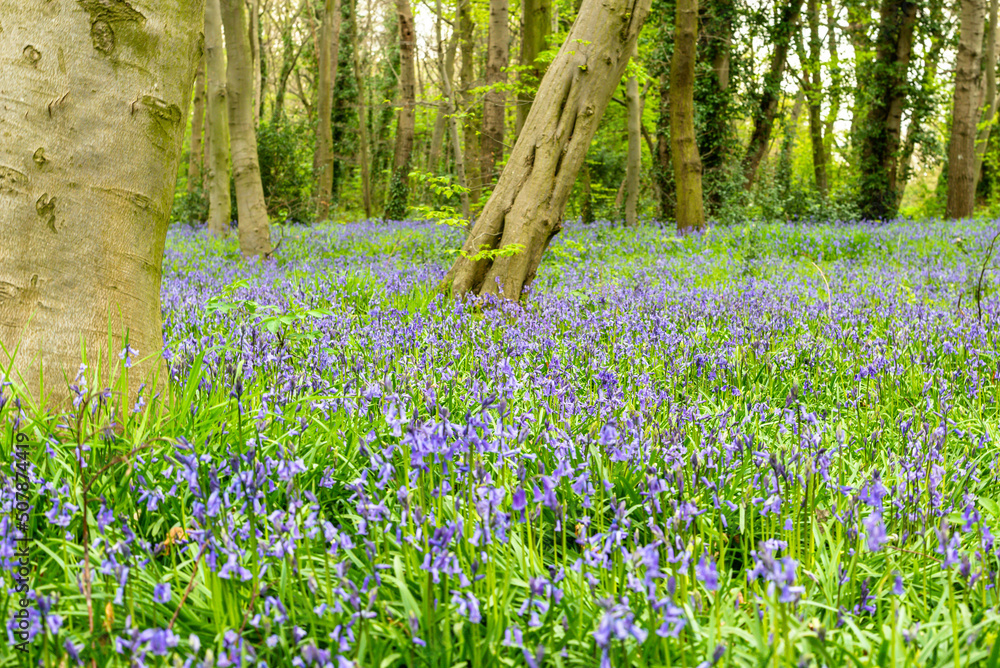 Bluebell Season in spring in an English forest in Northamptonshire, UK