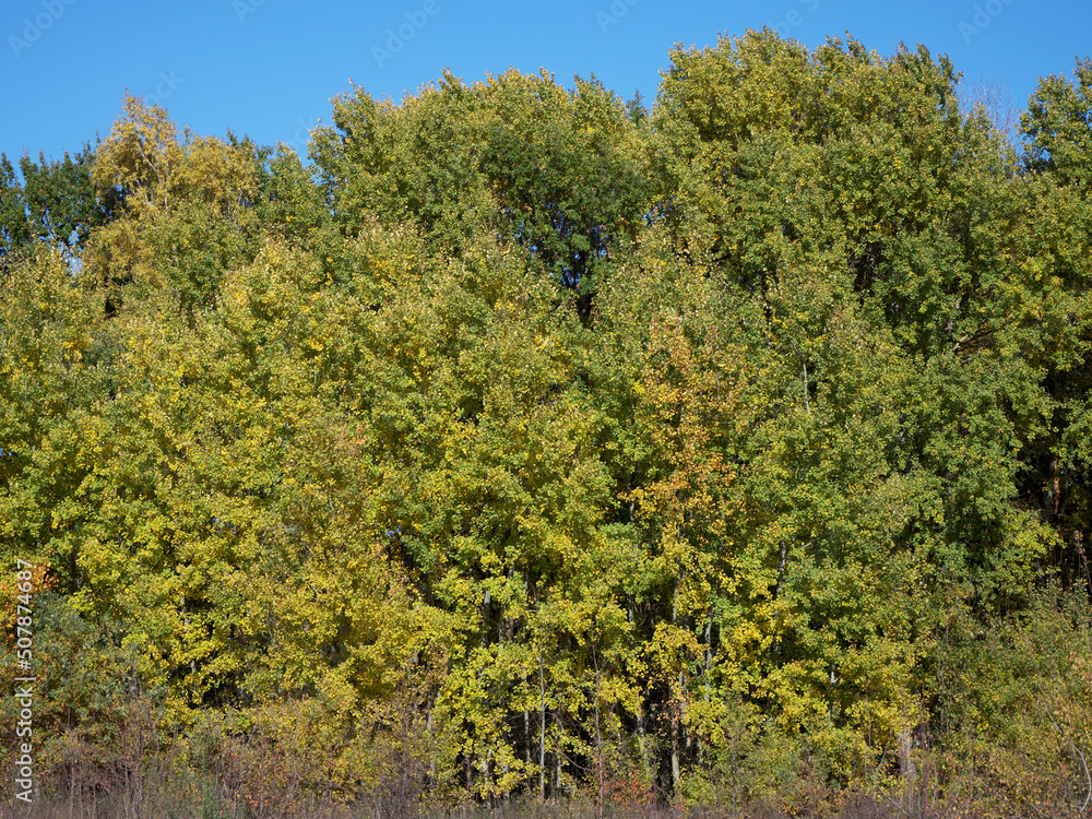 Yellowed foliage on trees in the autumn forest. Birch trees, landscape. Yellowed foliage on trees in the autumn forest. Birch trees, landscape.