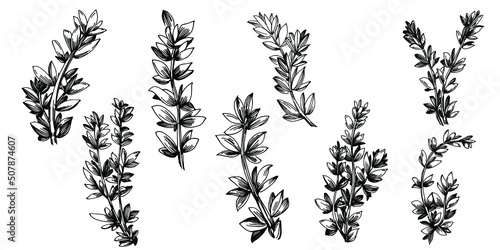 Thyme vector isolated plant with leaves. Herbal engraved style illustration. Detailed organic product sketch.The best for design logo, menu, label, icon, stamp.