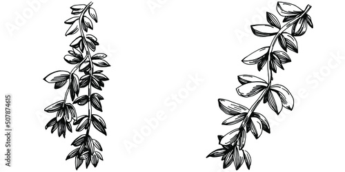 Thyme vector isolated plant with leaves. Herbal engraved style illustration. Detailed organic product sketch.The best for design logo, menu, label, icon, stamp.