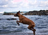 Hund im Meer 