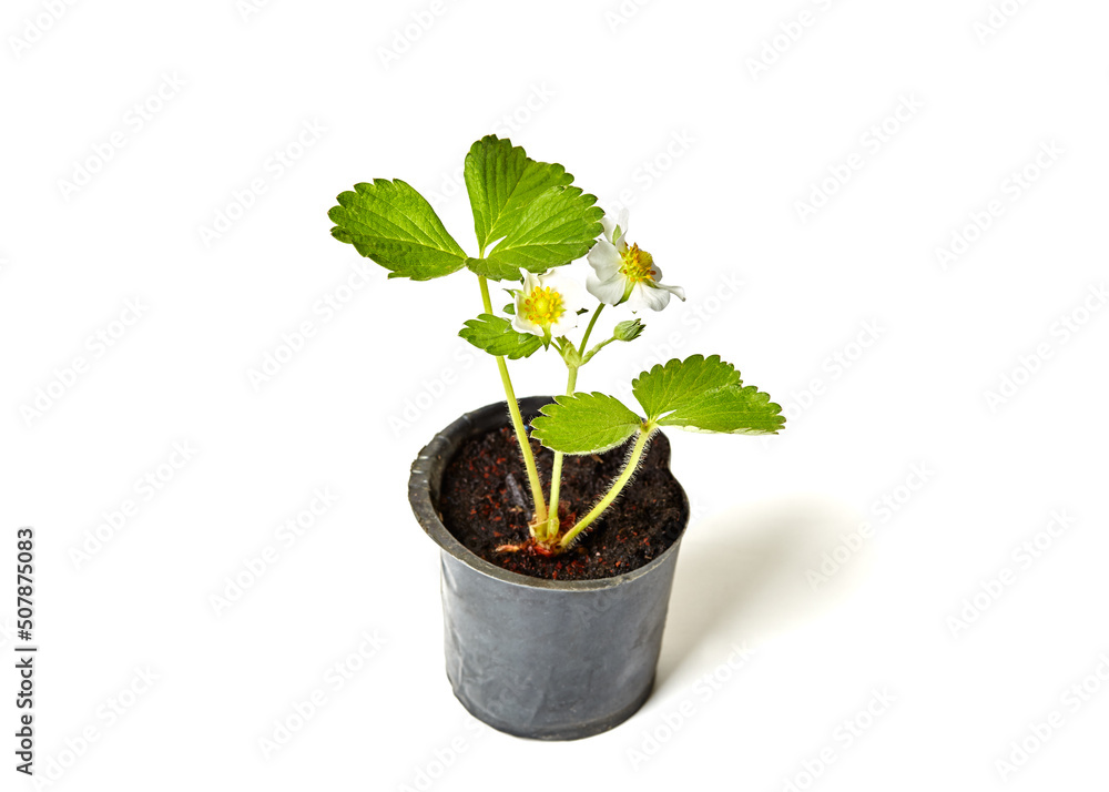 Strawberry seedling with flower isolated on white background. Strawberry plant in pot Strawberry seedling with flower isolated on white background. Strawberry plant in pot