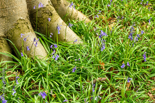 Obraz na płótnie Bluebell Season in spring in an English forest in Northamptonshire, UK w salonie