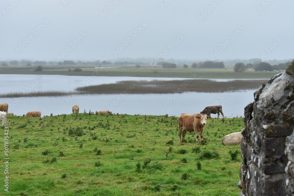 Cows on the river Shannon in Ireland Cows on the river Shannon in Ireland