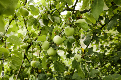 Ripe apples on a tree in a garden. Organic apples hanging from a tree branch in an apple orchard