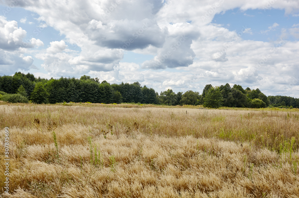 Bright summer forest against the sky and meadows. Beautiful landscape of green trees and blue sky background