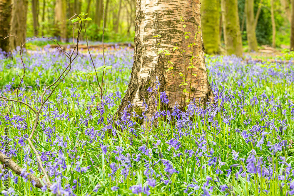 Bluebell Season in spring in an English forest in Northamptonshire, UK