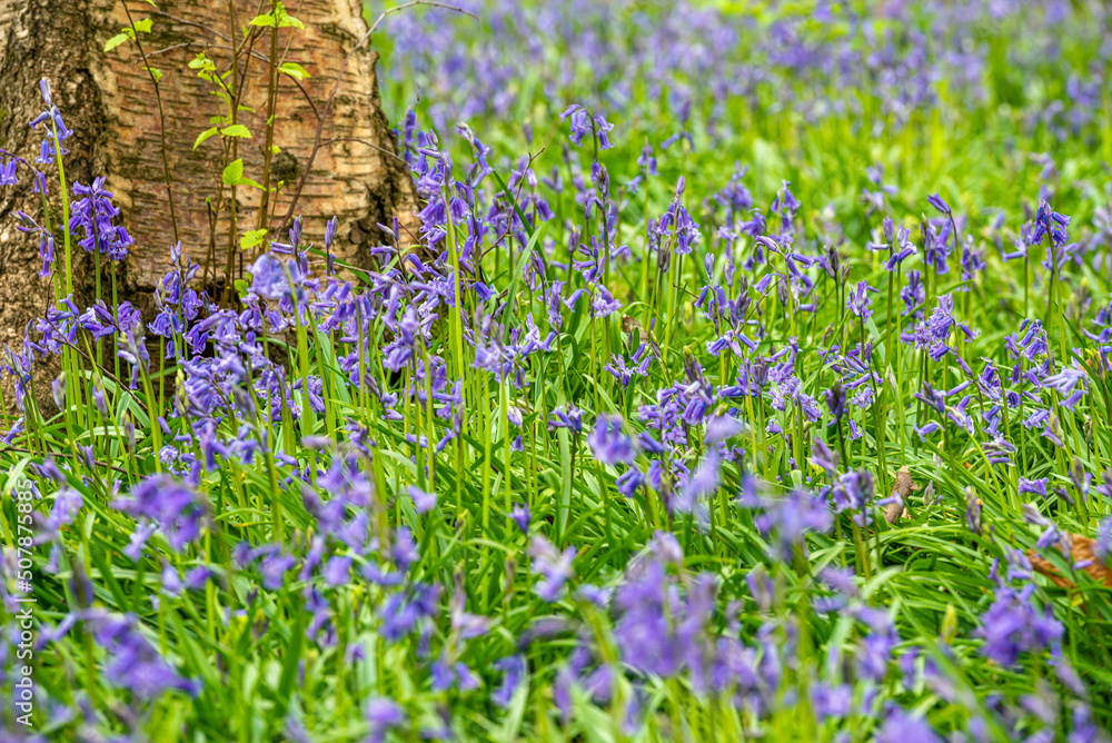 Bluebell Season in spring in an English forest in Northamptonshire, UK