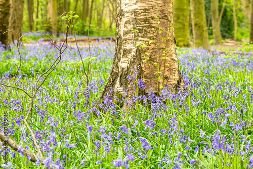 Obraz na płótnie Bluebell Season in spring in an English forest in Northamptonshire, UK w salonie