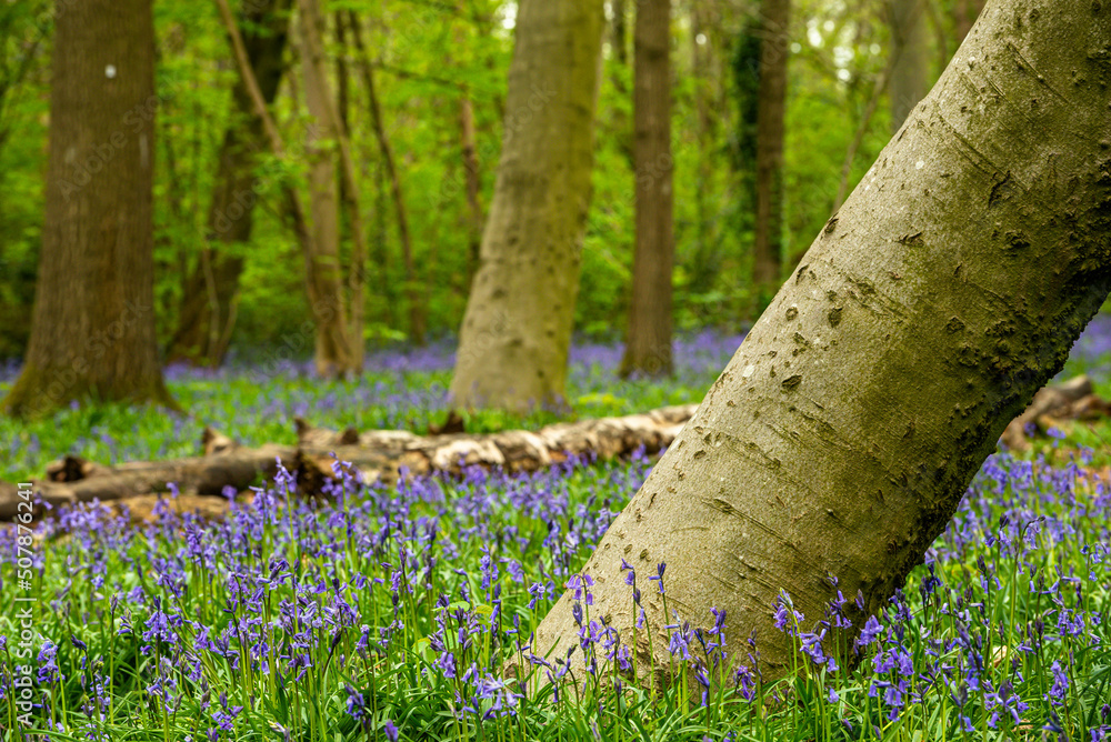 Bluebell Season in spring in an English forest in Northamptonshire, UK