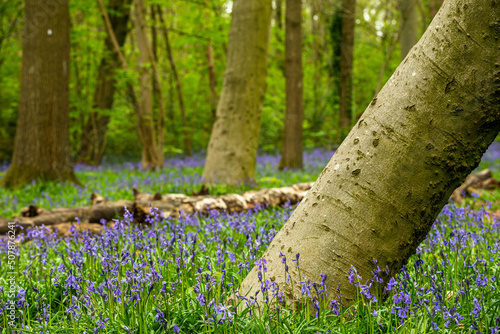Obraz na płótnie Bluebell Season in spring in an English forest in Northamptonshire, UK w salonie