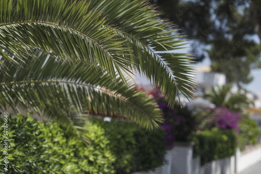 Close-up of palm leaves, in the background blooming flowers and streets. Summer vacation destinations.