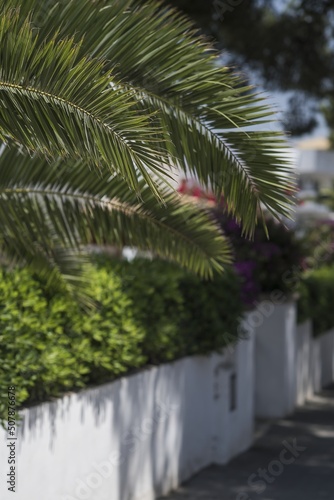 Close-up of palm leaves  in the background blooming flowers and streets. Summer vacation destinations.