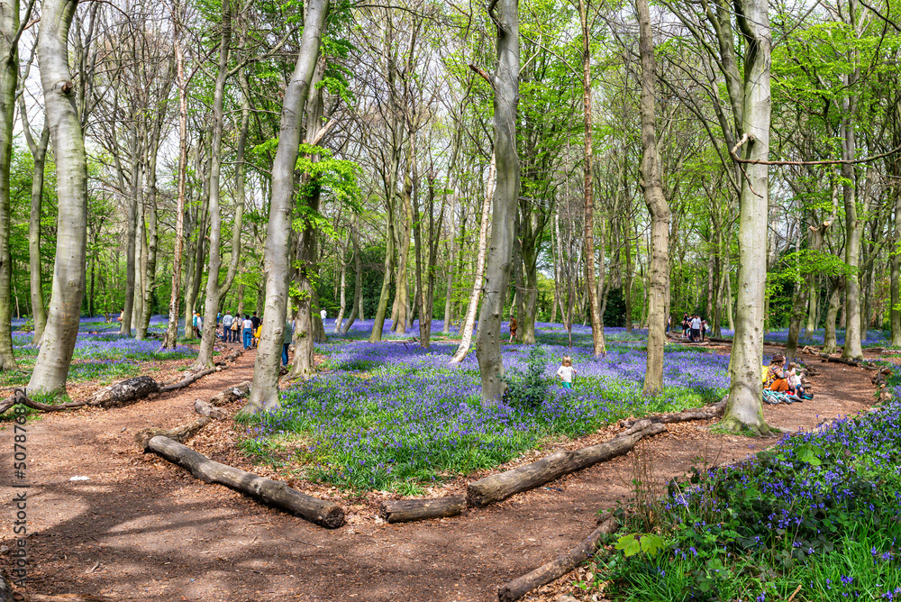 Bluebell Season in spring in an English forest in Northamptonshire, UK