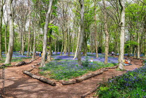 Obraz na płótnie Bluebell Season in spring in an English forest in Northamptonshire, UK w salonie