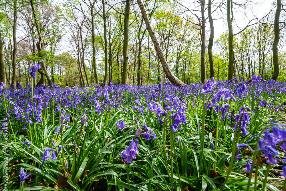 Bluebell Season in spring in an English forest in Northamptonshire, UK