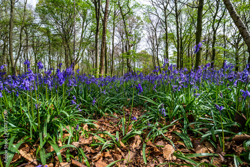 Bluebell Season in spring in an English forest in Northamptonshire, UK