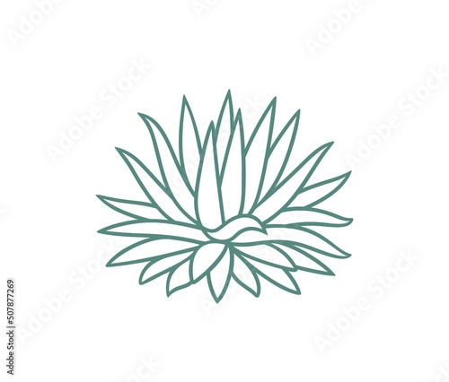 Blue agave outline.  Isolated agave on white background