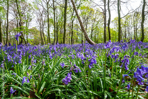 Obraz na płótnie Bluebell Season in spring in an English forest in Northamptonshire, UK w salonie