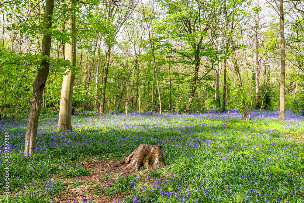 Bluebell Season in spring in an English forest in Northamptonshire, UK