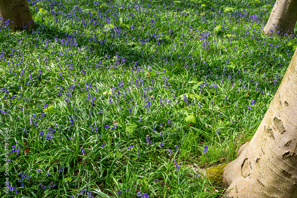 Bluebell Season in spring in an English forest in Northamptonshire, UK