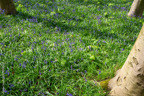Obraz na płótnie Bluebell Season in spring in an English forest in Northamptonshire, UK w salonie
