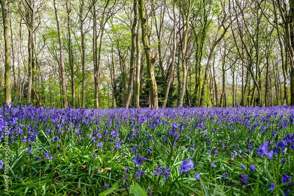 Bluebell Season in spring in an English forest in Northamptonshire, UK