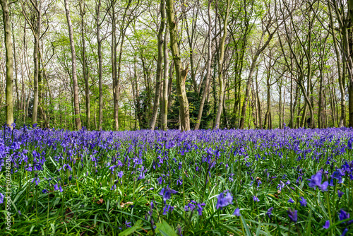 Obraz na płótnie Bluebell Season in spring in an English forest in Northamptonshire, UK w salonie