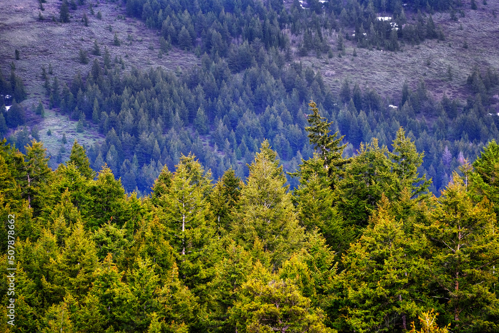 Pine Forest During Rainstorm Lush Trees Rain Storm Raindrops Drops Pine Forest During Rainstorm Lush Trees Rain Storm Raindrops Drops