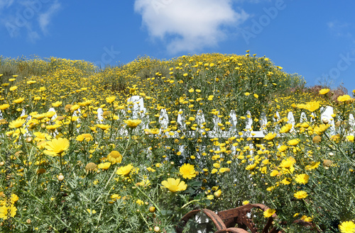 Hillside covered with bright daisy flowers with a white picket fence and and blue sky and one white fluffy cloud.