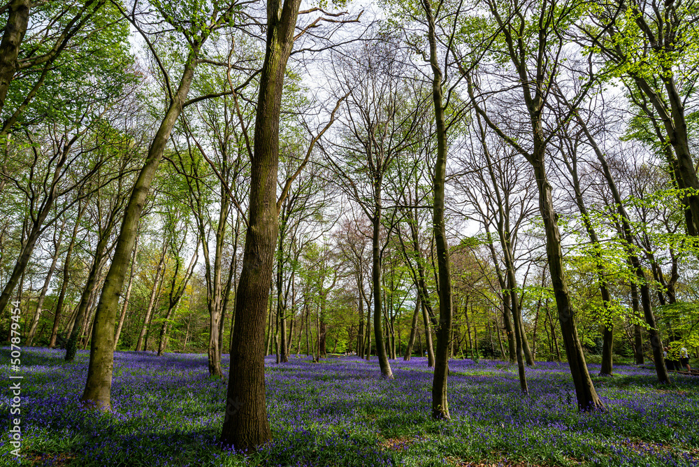 Bluebell Season in spring in an English forest in Northamptonshire, UK
