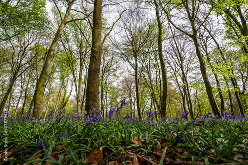 Bluebell Season