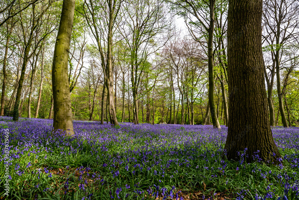 Bluebell Season