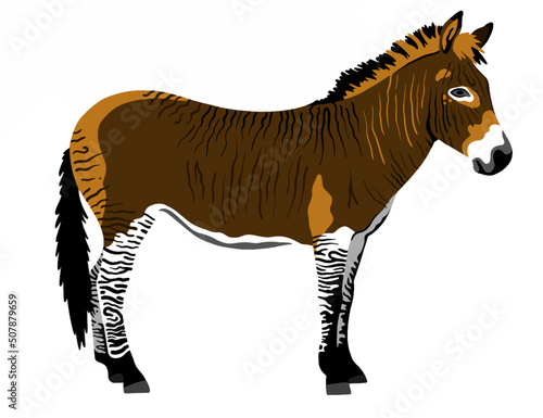 Photography vector realistic zonkey. Zebra donkey. Rare animals vector