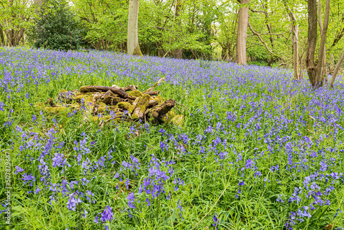 Bluebells flowering in spring on the Cotswold scarp at Queens Wood below Cleeve Cloud, Southam, Gloucestershire, England UK photo