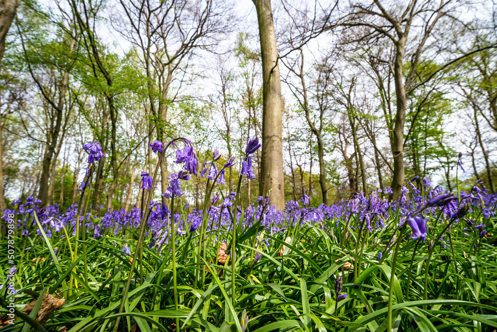 Bluebell Season